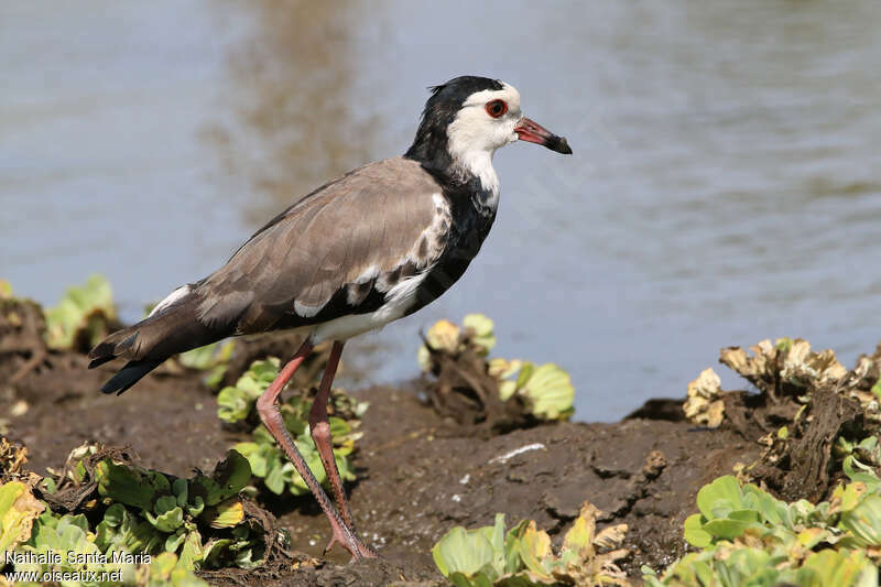 Vanneau à ailes blanchesjuvénile, identification