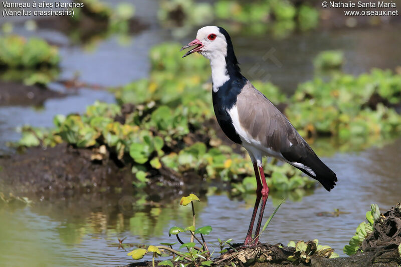 Long-toed Lapwingadult, identification, habitat, Behaviour