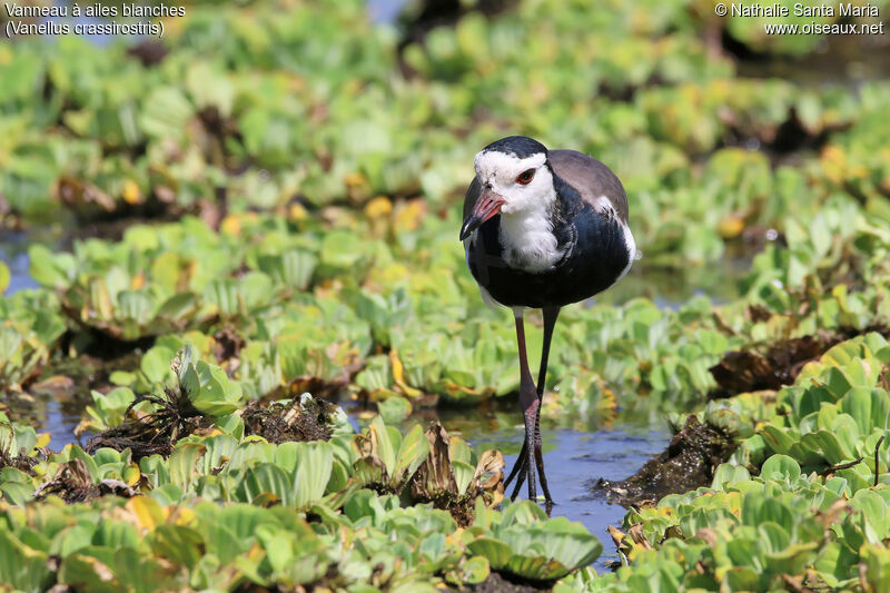 Long-toed Lapwingadult, identification, habitat, fishing/hunting