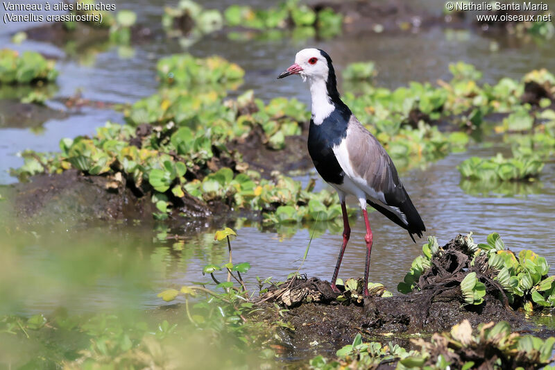 Long-toed Lapwingadult, identification, habitat