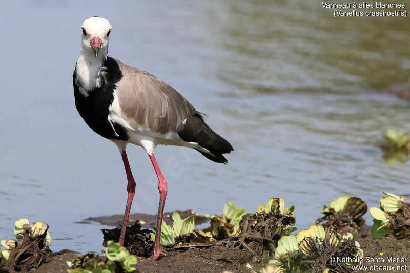 Vanneau à ailes blanchesadulte, identification, habitat