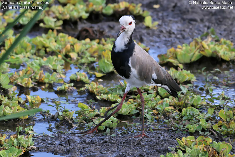 Long-toed Lapwingadult, identification, habitat, walking