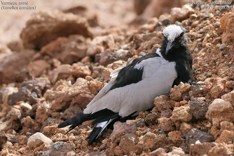 Blacksmith Lapwingadult, identification, habitat, Reproduction-nesting