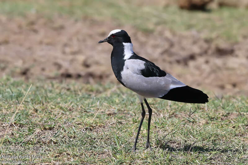 Vanneau arméadulte, identification