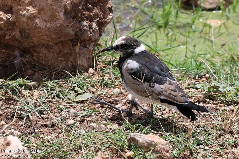 Blacksmith Lapwingimmature, identification, pigmentation, Behaviour