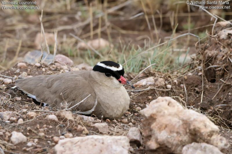 Crowned Lapwingadult, identification, habitat, Reproduction-nesting