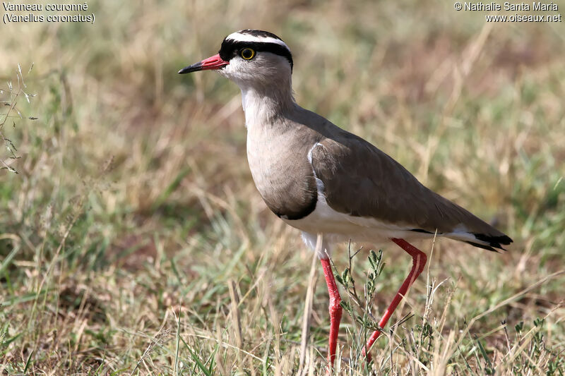 Crowned Lapwingadult, identification, habitat, walking