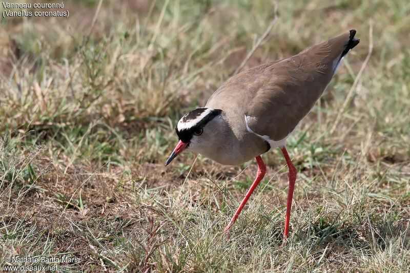 Crowned Lapwingadult, identification, habitat, fishing/hunting