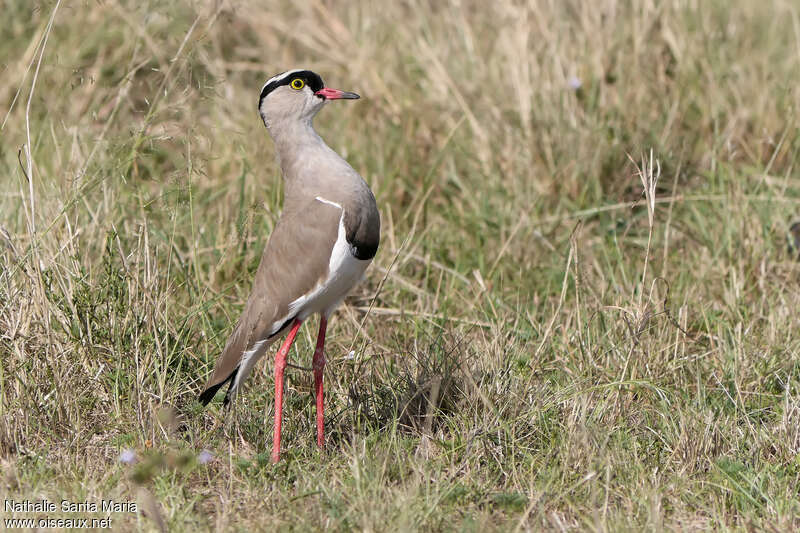 Crowned Lapwingadult, identification, Behaviour