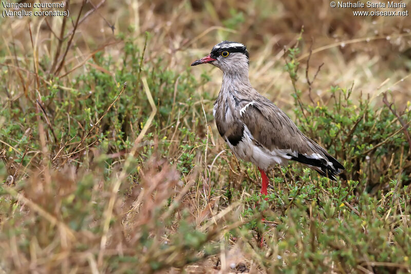 Vanneau couronnéadulte, identification, habitat