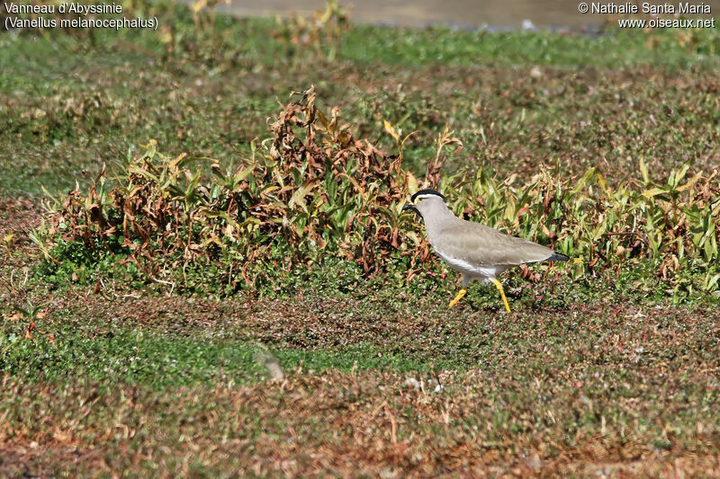 Spot-breasted Lapwingadult, identification, habitat, walking