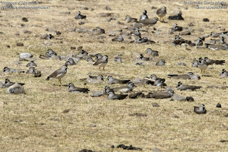 Spot-breasted Lapwing, habitat