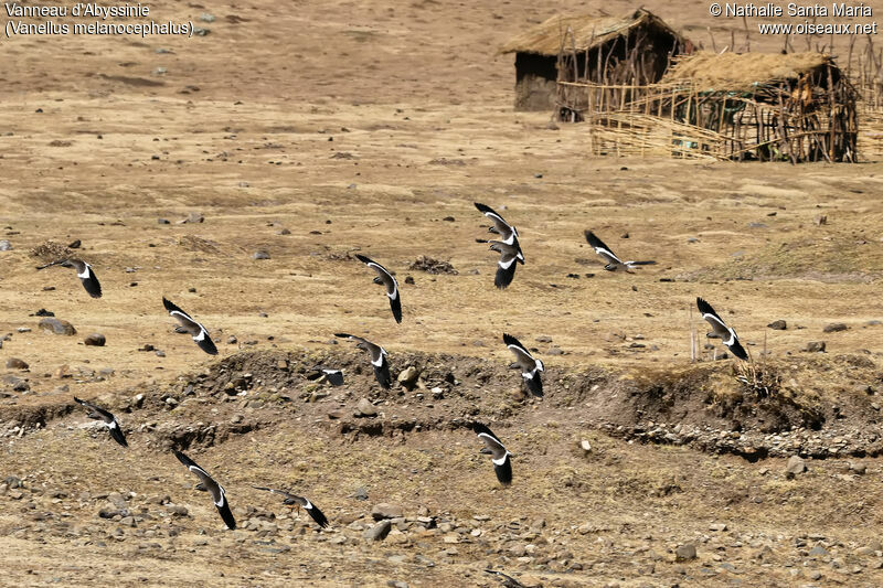 Spot-breasted Lapwing, habitat, Flight