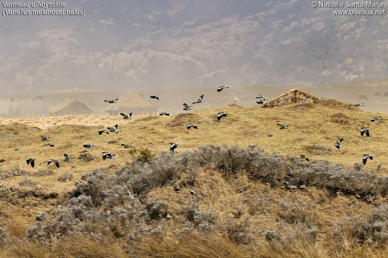 Vanneau d'Abyssinieadulte, habitat, Vol