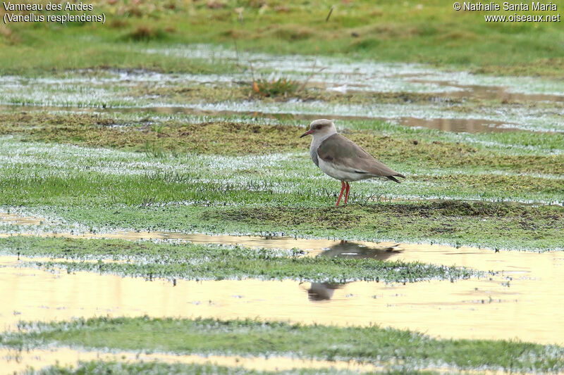 Vanneau des Andesadulte, identification