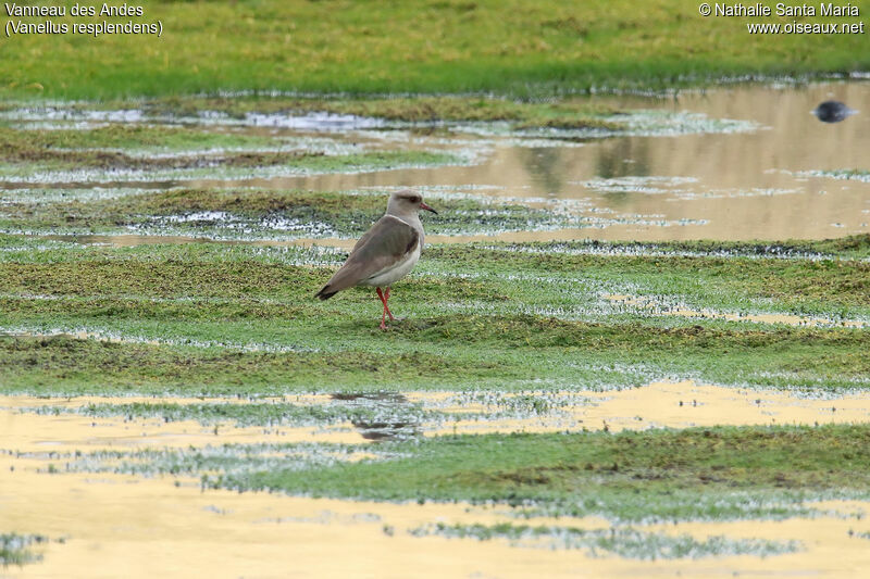 Andean Lapwingadult, habitat