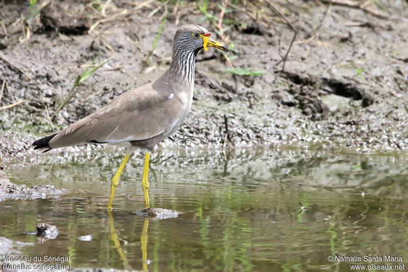 Vanneau du Sénégaladulte, identification, habitat, marche