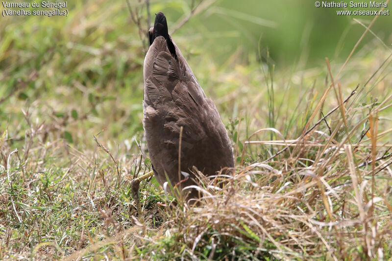 African Wattled Lapwingadult, habitat, fishing/hunting, Behaviour