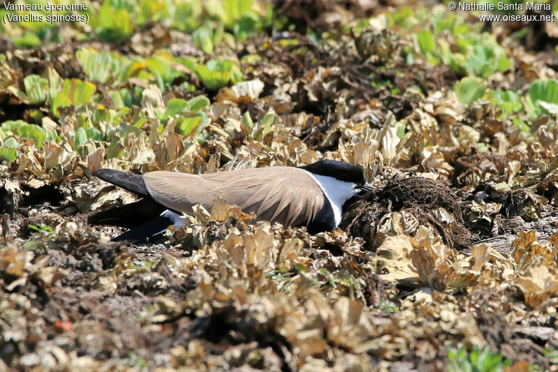 Vanneau éperonnéadulte, identification, habitat, Nidification