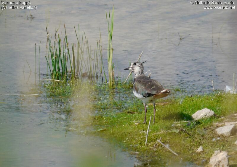 Vanneau huppéadulte internuptial, habitat, Comportement