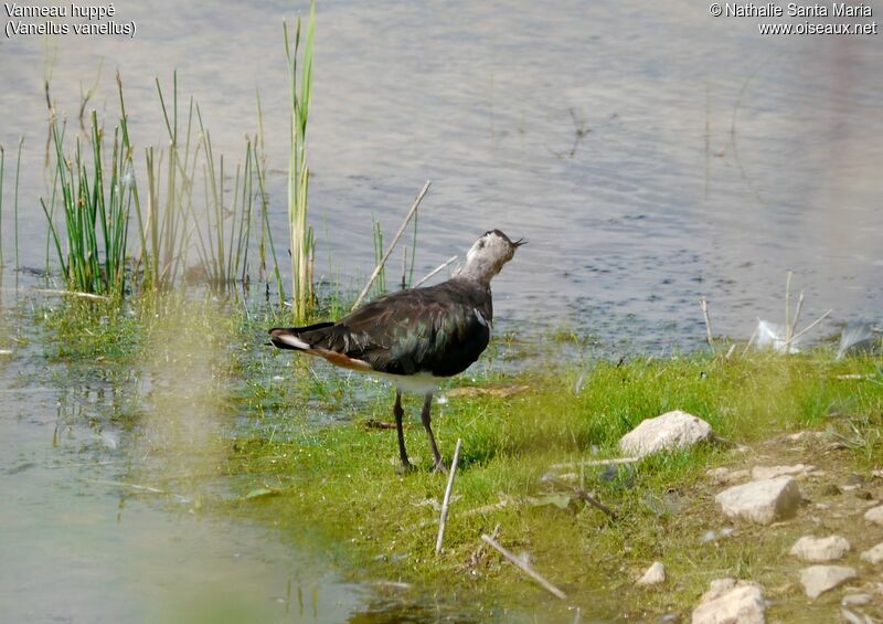 Vanneau huppéadulte internuptial, habitat, Comportement