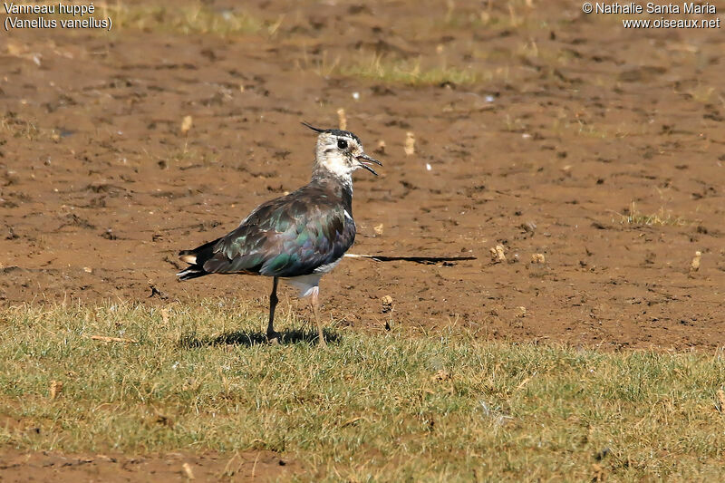 Northern Lapwingadult breeding, identification, walking, Behaviour