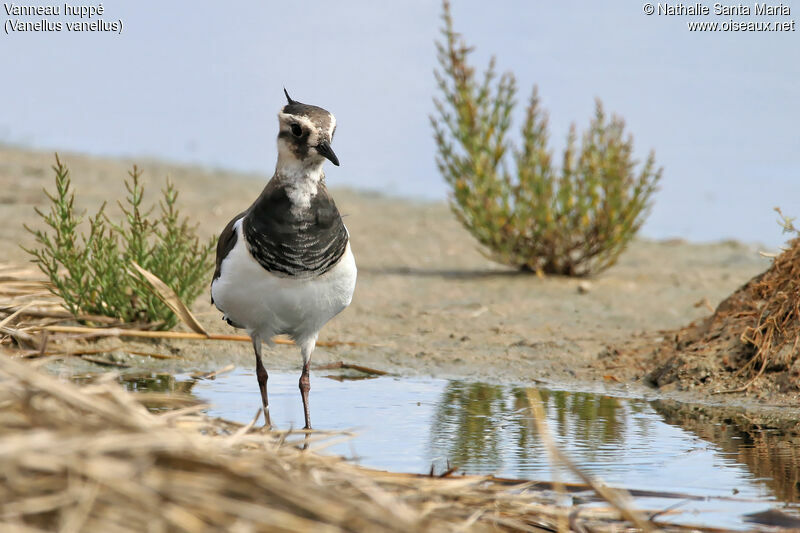 Northern Lapwingjuvenile, identification, habitat, walking