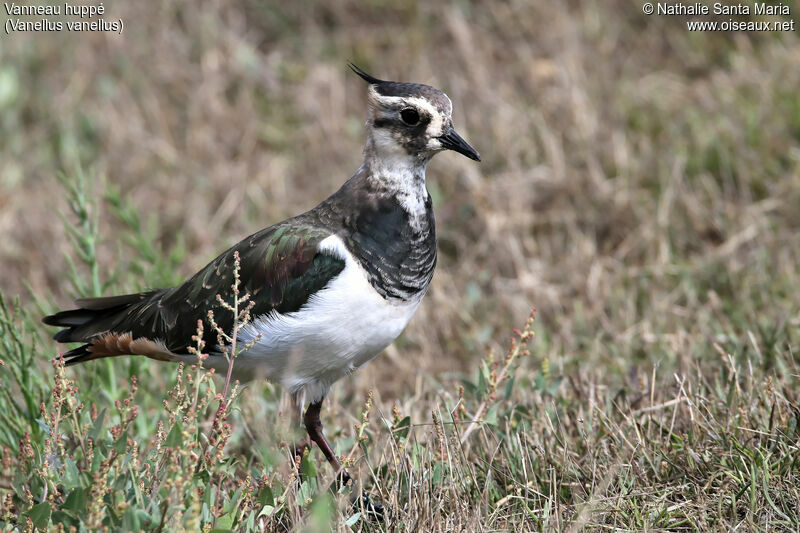 Vanneau huppéjuvénile, identification, habitat, marche, Comportement