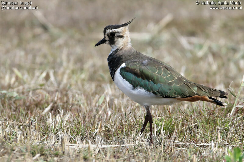 Northern Lapwingjuvenile, identification, habitat, walking, Behaviour