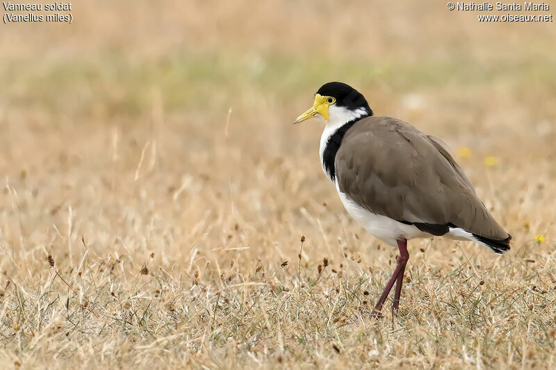 Vanneau soldatadulte, habitat, marche