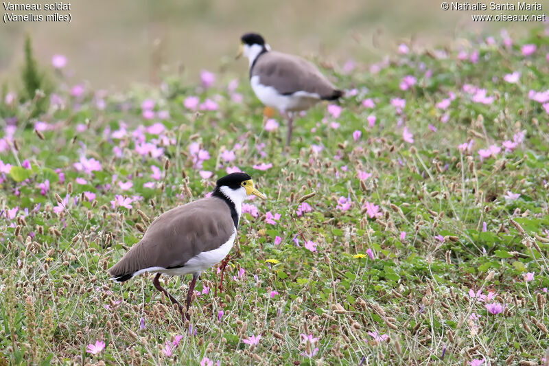 Masked Lapwing, identification, walking