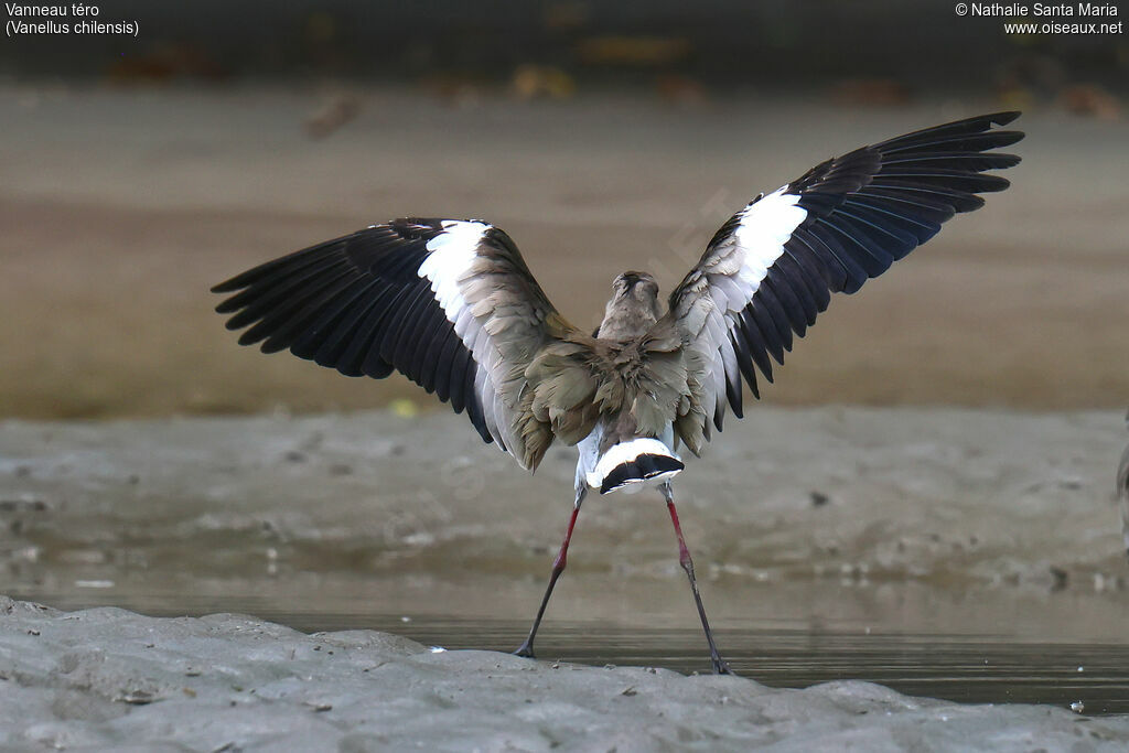 Vanneau téroadulte, identification, composition
