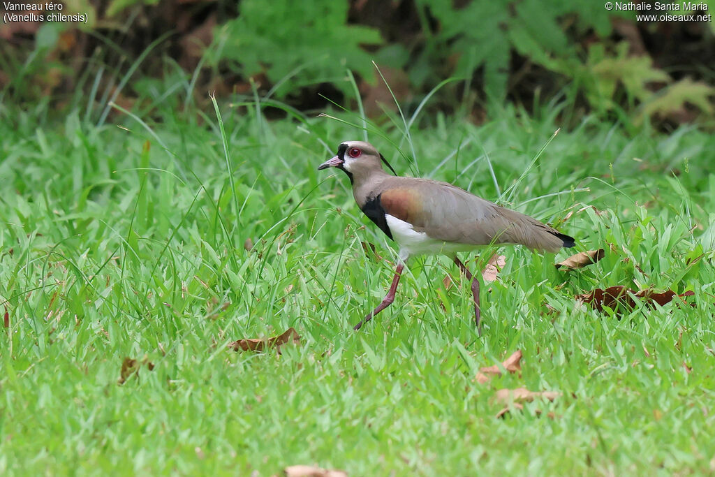 Vanneau téroadulte, identification, marche