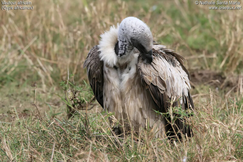 Vautour africainimmature, identification, habitat, soins