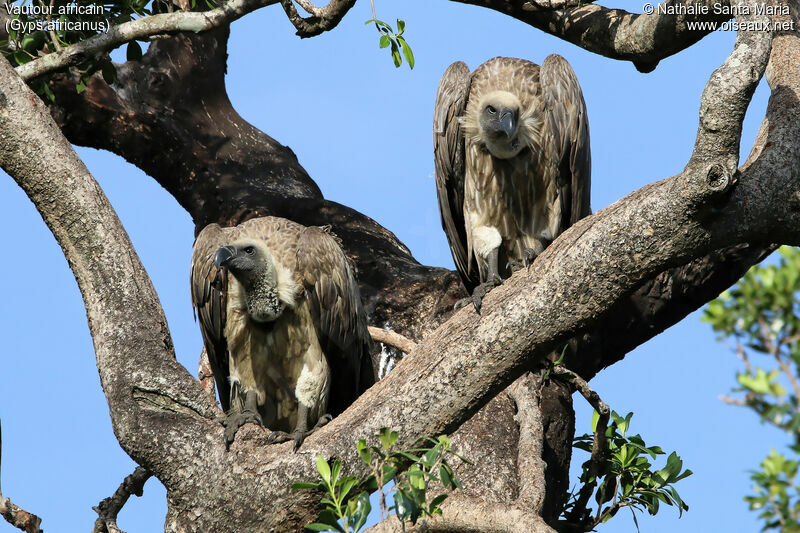 Vautour africainimmature, identification, habitat, Comportement