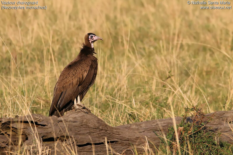 Vautour charognardjuvénile, identification, habitat