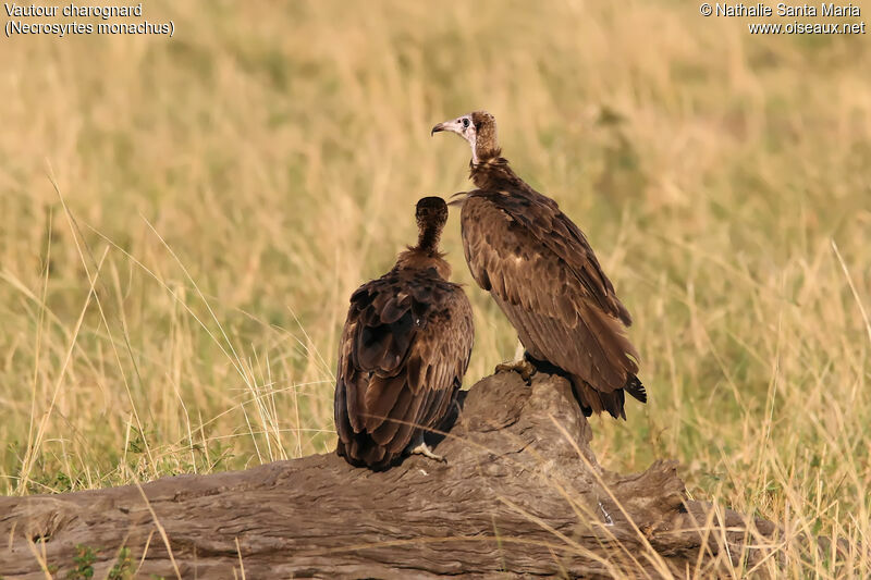 Vautour charognardjuvénile, identification, habitat, Comportement