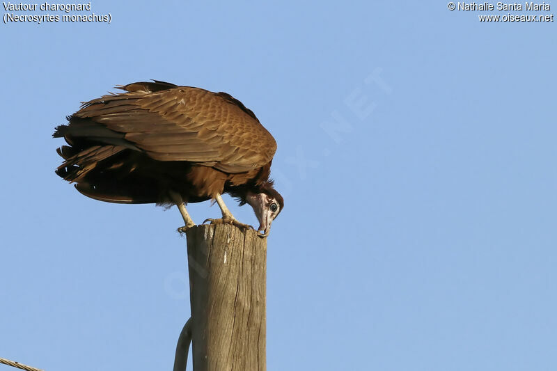 Hooded Vultureimmature, identification