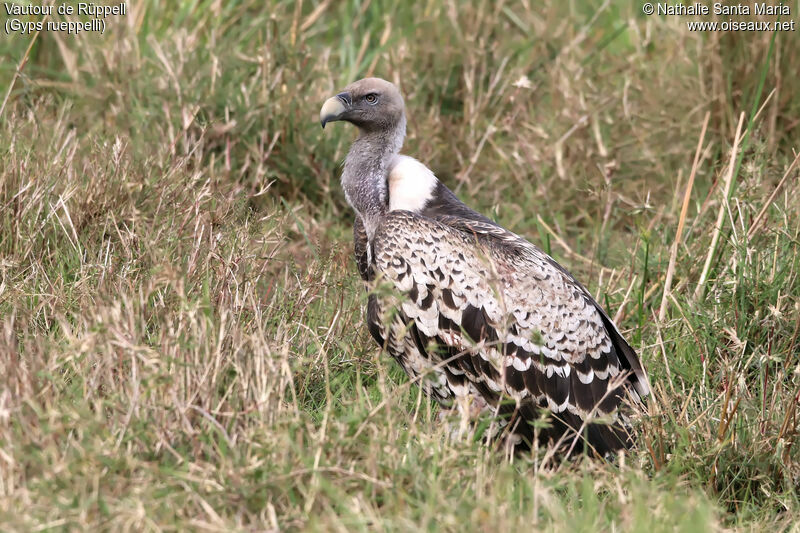 Vautour de Rüppelladulte, identification, habitat