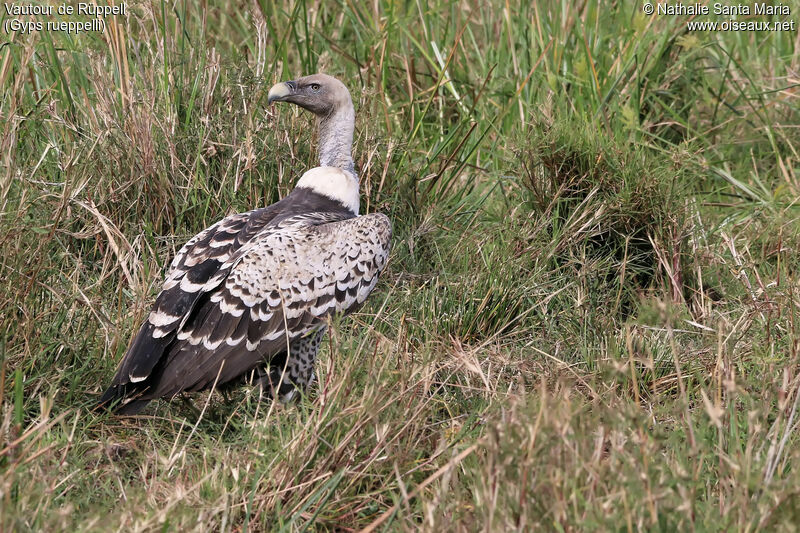 Vautour de Rüppelladulte, identification, habitat