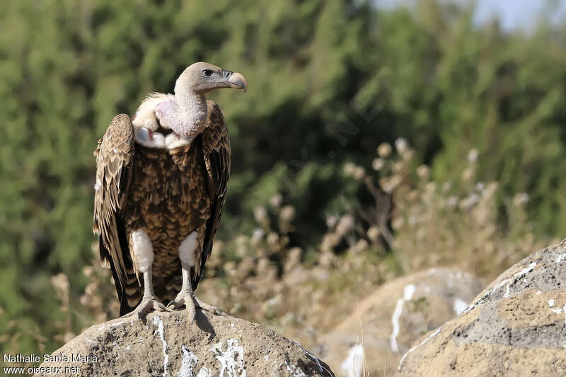 Vautour de Rüppelladulte, identification, composition