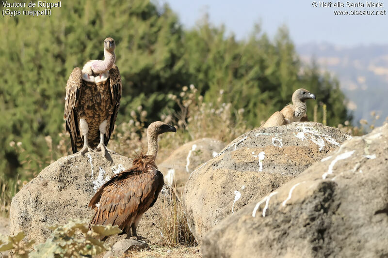 Rüppell's Vulture, habitat