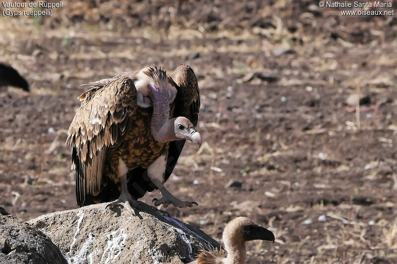 Rüppell's Vulturesubadult, identification, walking