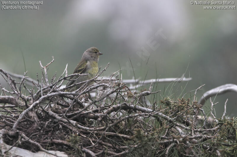 Venturon montagnardadulte, habitat