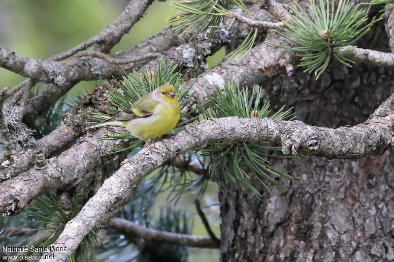 Venturon montagnard mâle adulte, habitat