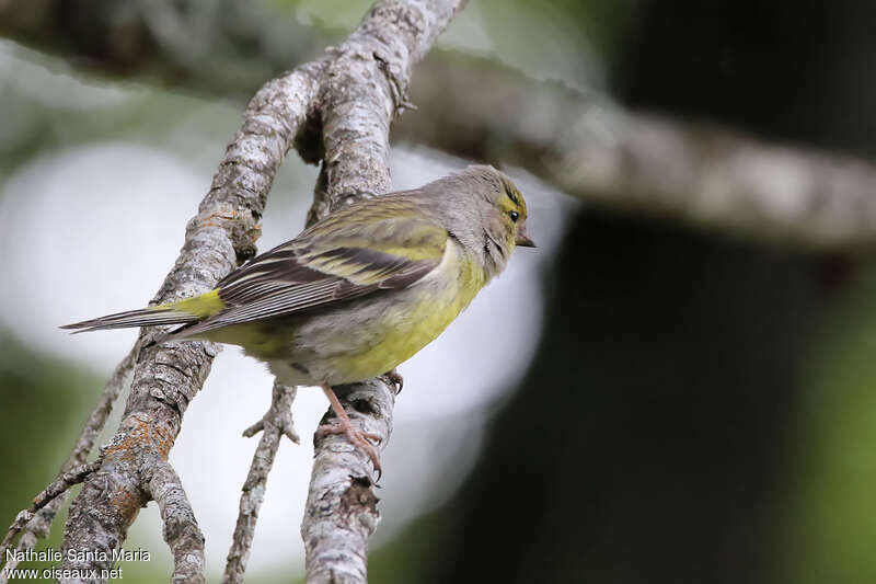 Venturon montagnard femelle adulte, identification