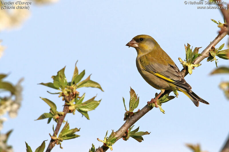 European Greenfinch male adult breeding, identification