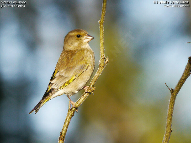 European Greenfinch female adult breeding, Behaviour