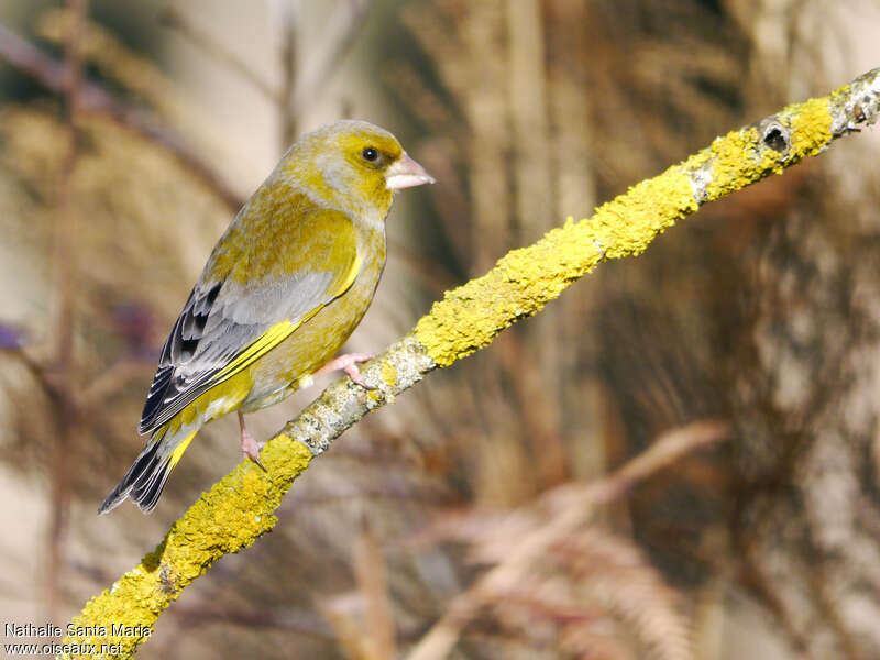 European Greenfinch male adult breeding, identification