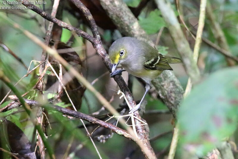 White-eyed Vireoadult, identification